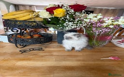 Selkirk Rex cats for sale: Gorgeous Selkirk Rex - Image 7