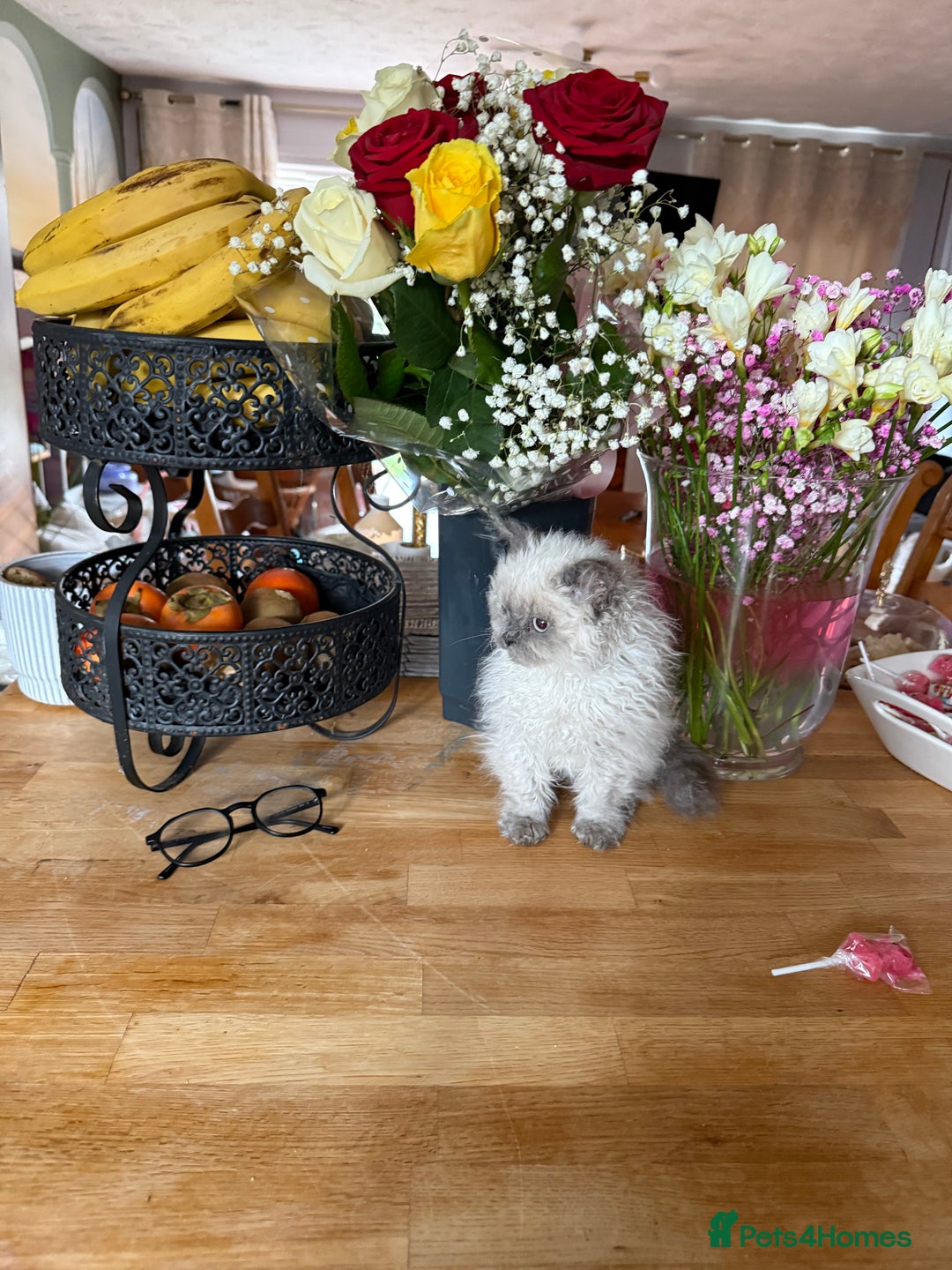 Selkirk Rex cats for sale: Gorgeous Selkirk Rex - Image 7