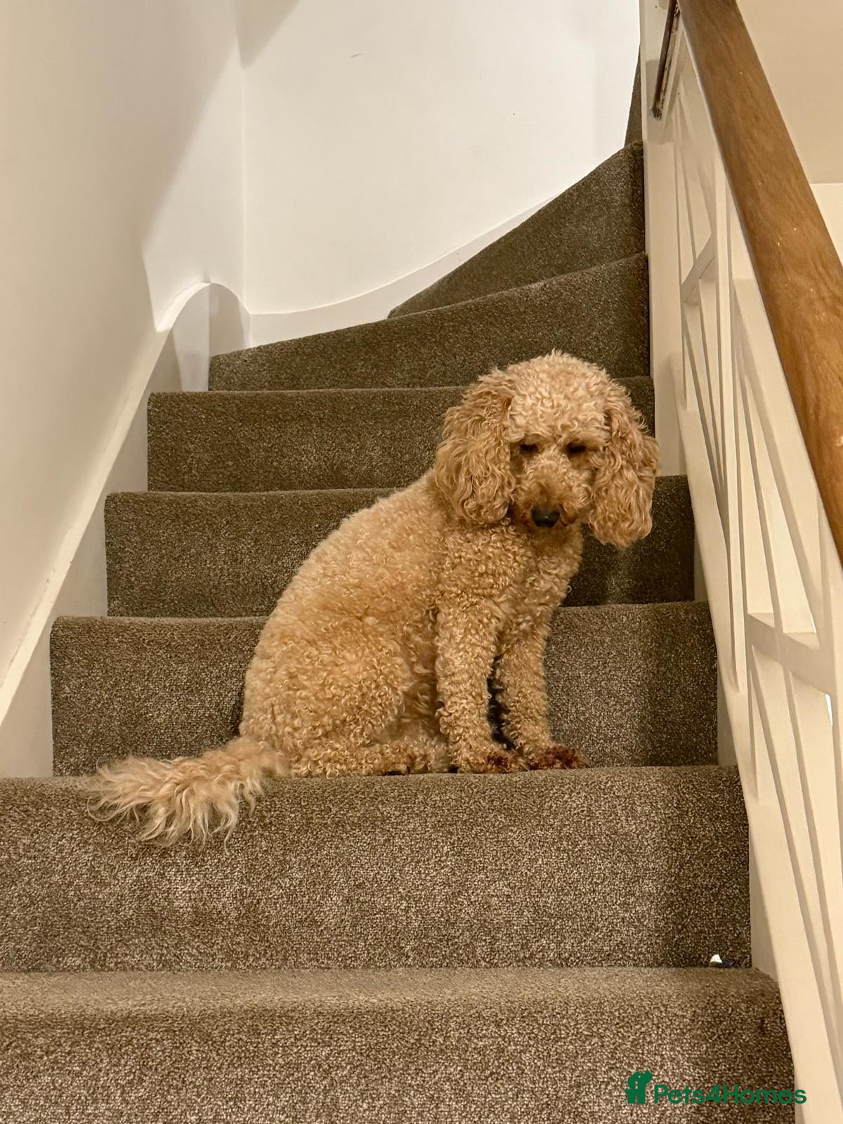 Cavapoo dogs F1B Cavapoo Puppies for Sale - Advert 1