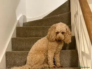 Cavapoo dogs F1B Cavapoo Puppies for Sale - Advert 1