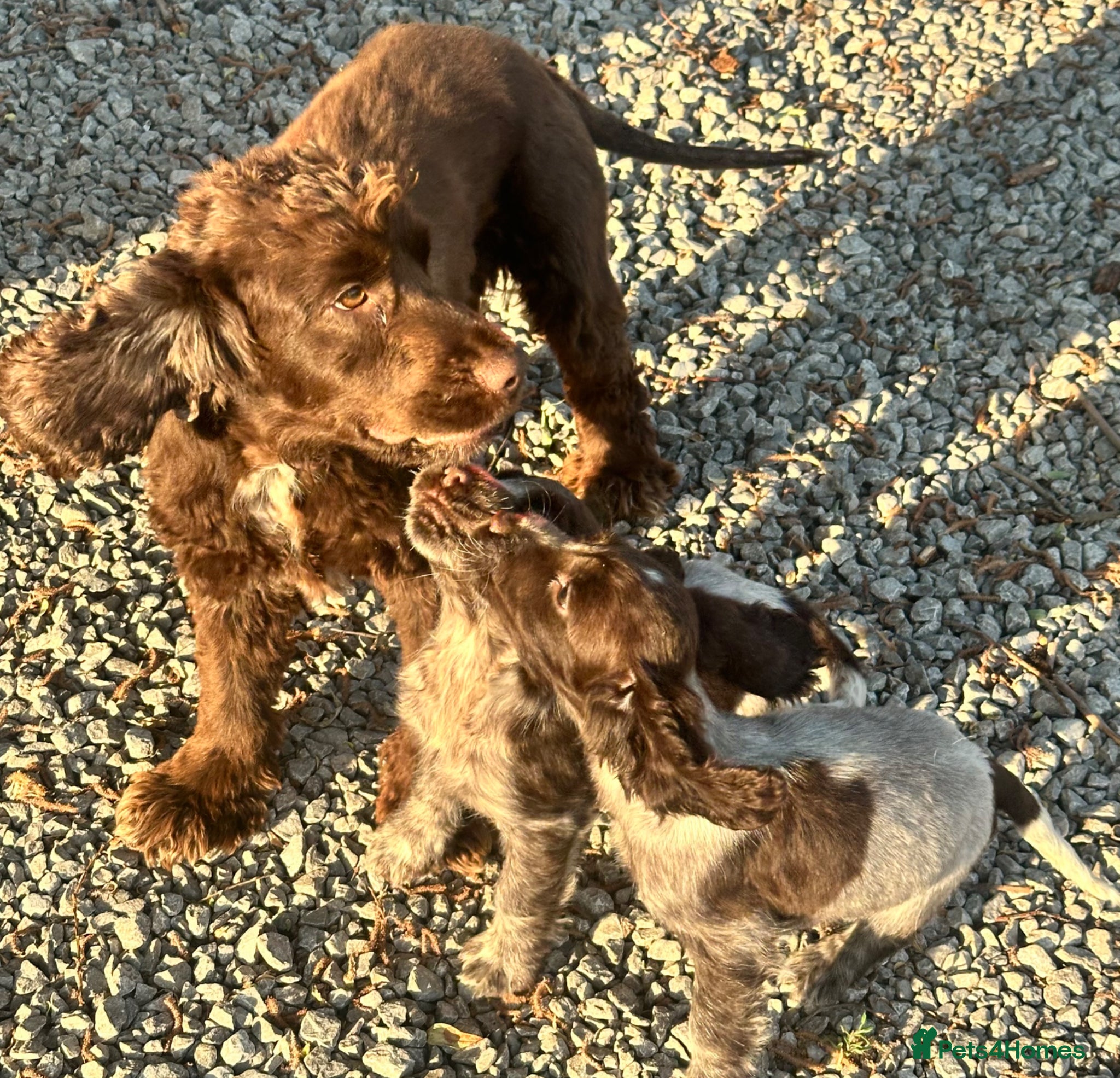 Cocker Spaniel dogs Show cocker spaniel puppies  - Advert 1