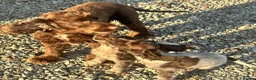 Cocker Spaniel dogs for sale: Show cocker spaniel puppies  in Warrington - Advert 1