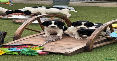 English Springer Spaniel dogs - Advert 16