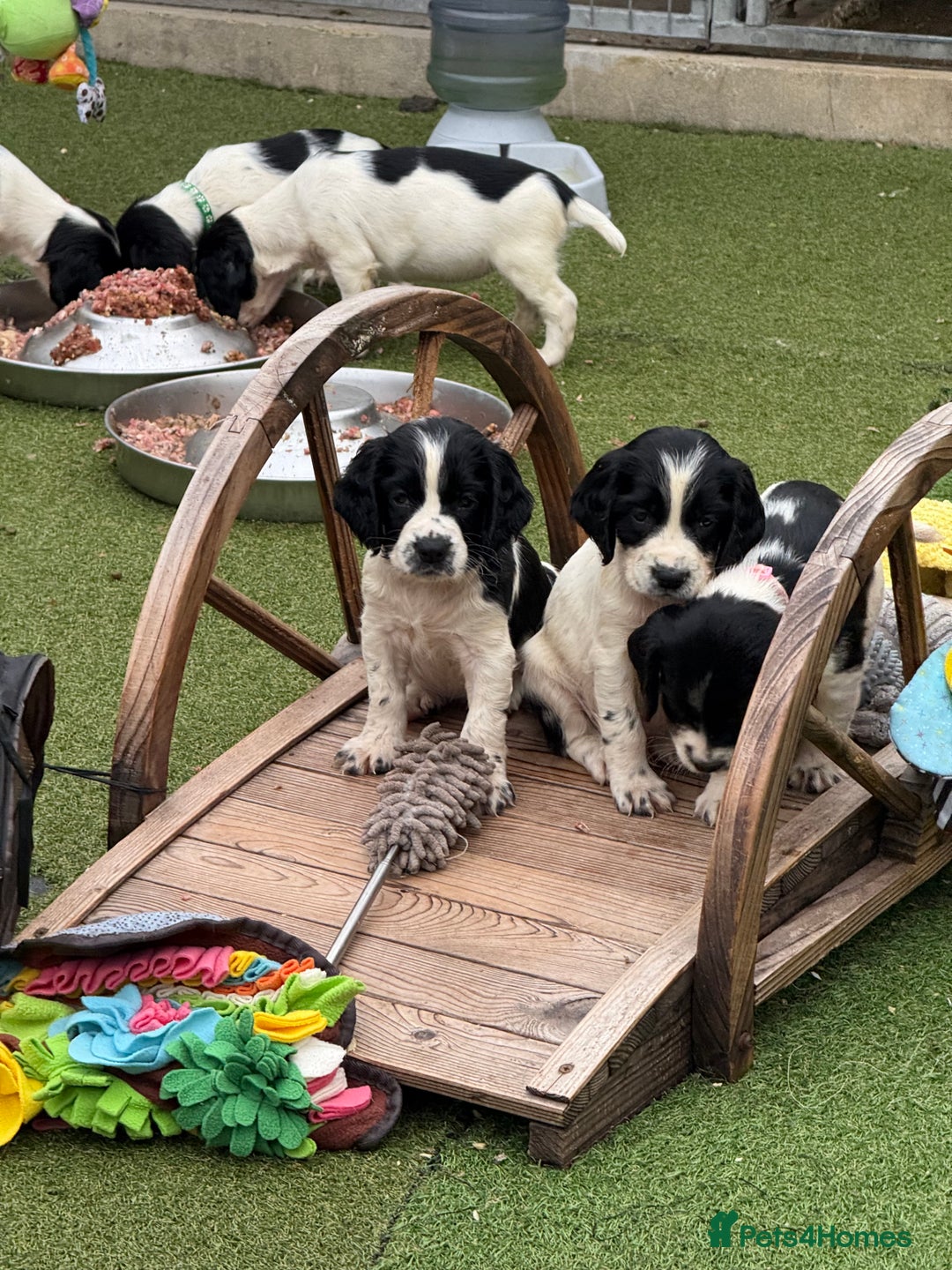 English Springer Spaniel dogs for sale: Kc reg  dna tested springer spaniels  - Image 3