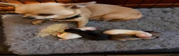 Chihuahua dogs for sale: Beautiful kc chihuahua puppies  - Advert 3