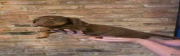 Miniature Dachshund dogs for sale:  long-haired mini Dachshund - Advert 6