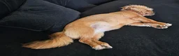 Mixed Breed dogs for adoption: 🐾💛 ARISA – The Little Dog Nobody Stopped For💛🐾 - Advert 35