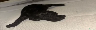Cockapoo Puppy 4