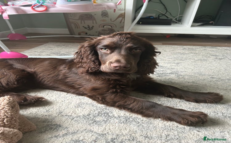 Cocker Spaniel dogs - Advert 1