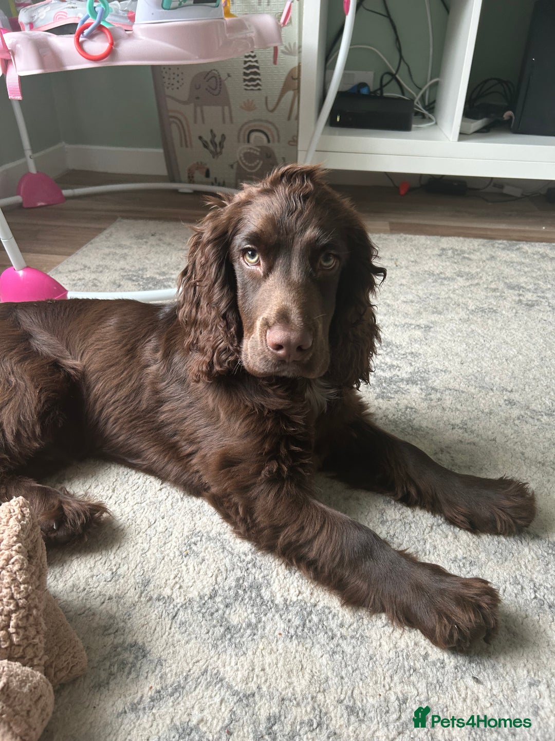 Cocker Spaniel dogs for sale: Cocker spaniel puppy  - Image 1