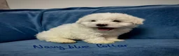 Bichon Frise dogs for sale: 6 Beautiful bichon frise puppies 🐶  in Doncaster - Advert 25
