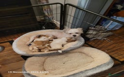 Lhasa Apso dogs for sale: Lhasa Apso puppies  - Advert 5