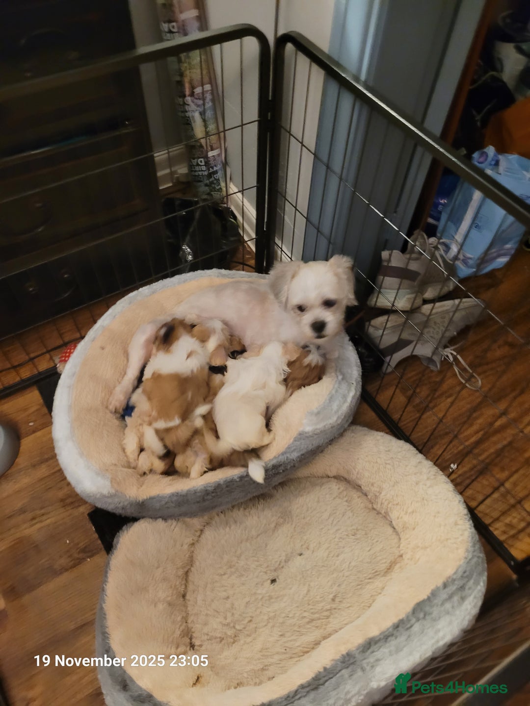 Lhasa Apso dogs for sale: Lhasa Apso puppies  - Advert 5