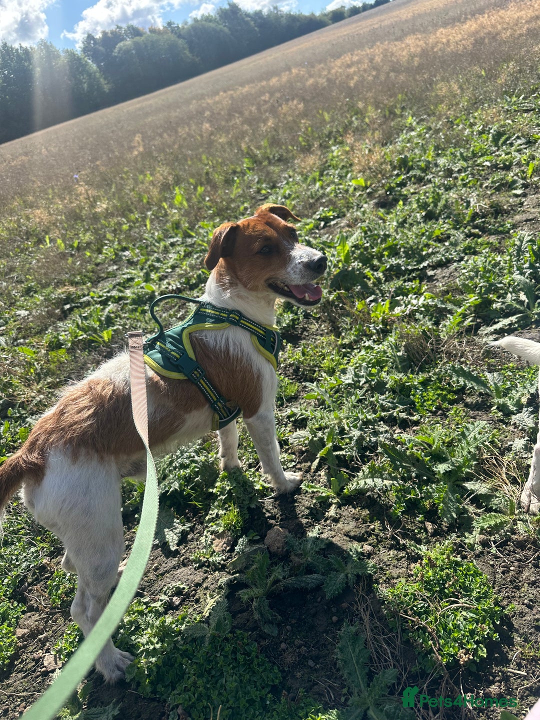 Jack Russell dogs for sale: Jack Russell  - Image 1