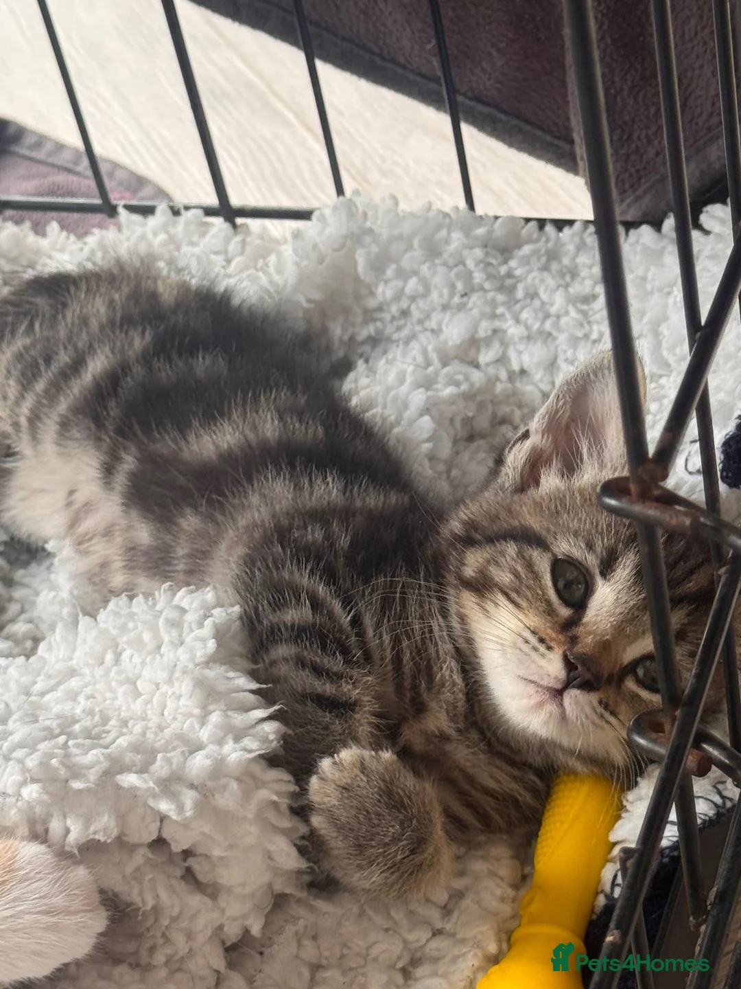 Domestic Shorthair cats for sale: 5 beautiful kittens  in Potters Bar - Advert 2