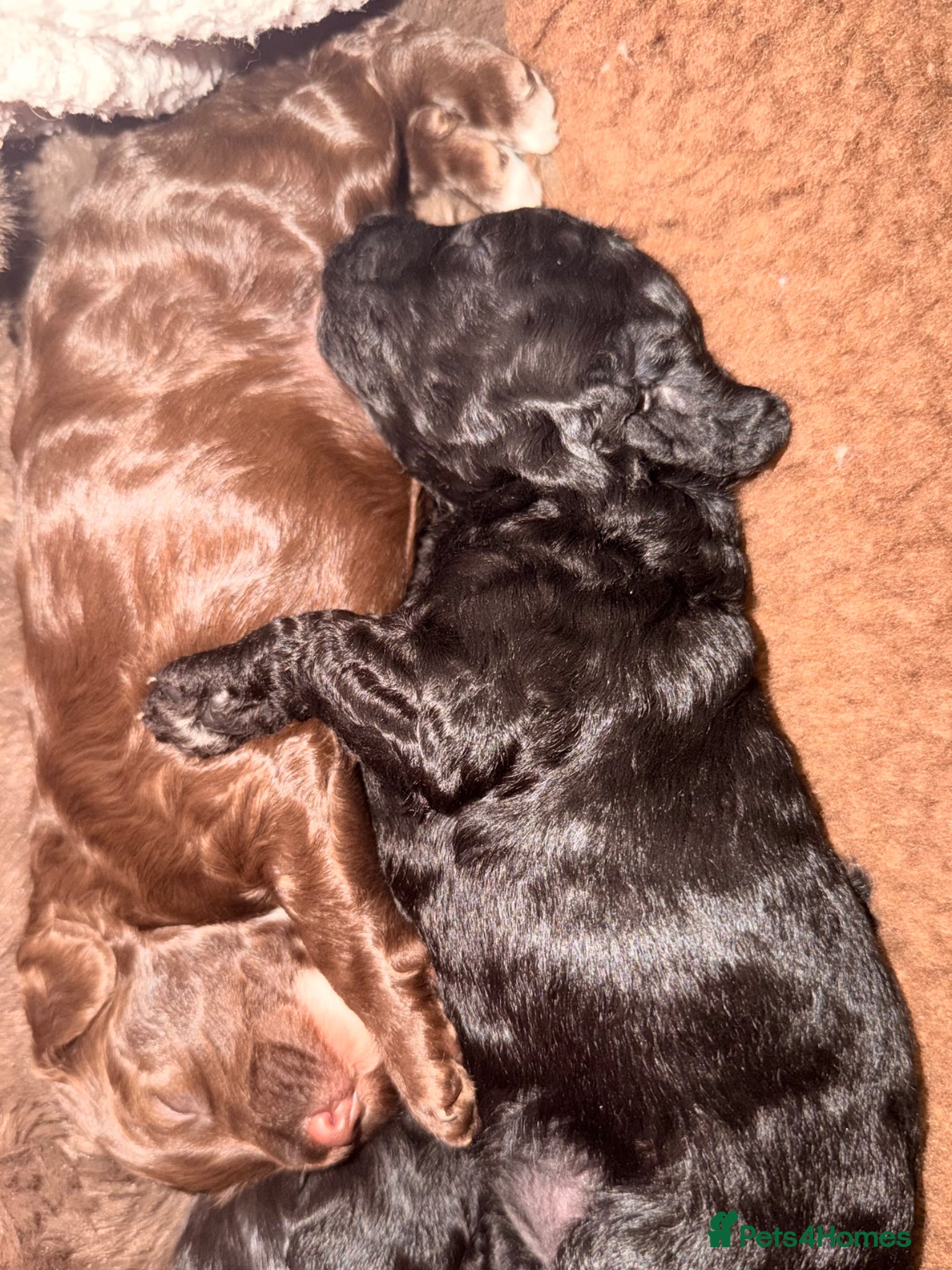 Cockapoo dogs F2b Cockapoo Puppies Health‑Tested Pedigree Lines - Advert 1