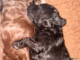 Cockapoo dogs F2b Cockapoo Puppies Health‑Tested Pedigree Lines - Advert 1