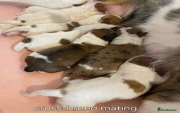 Papillon dogs for stud: KC registered shows quality stud. in Huddersfield - Image 10