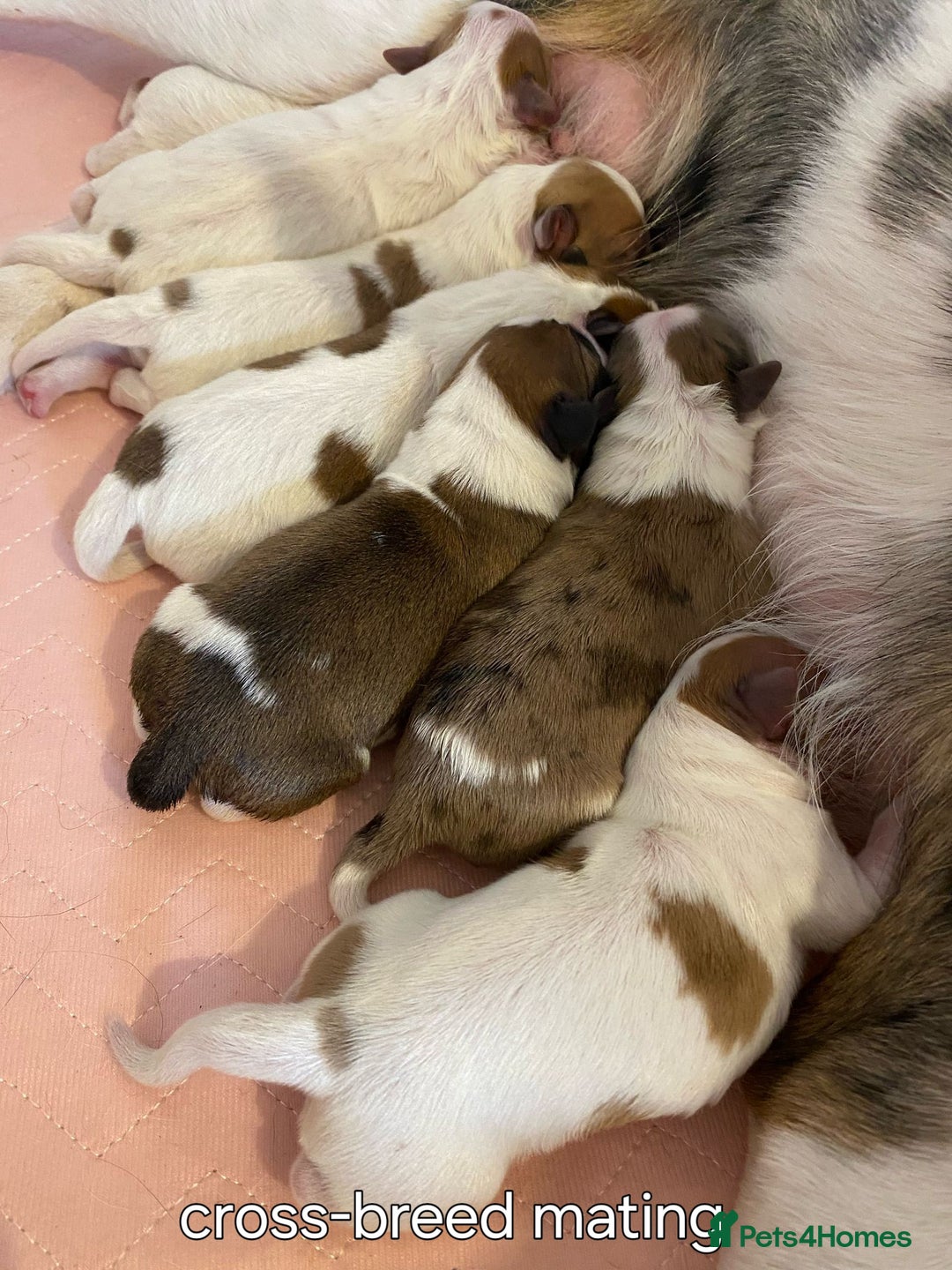 Papillon dogs for stud: KC registered shows quality stud. in Huddersfield - Image 10