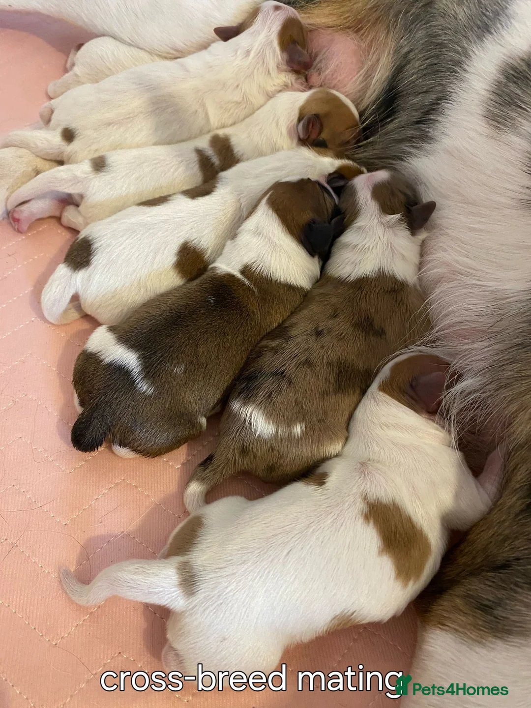 Papillon dogs for stud: KC registered shows quality stud. in Huddersfield - Advert 10