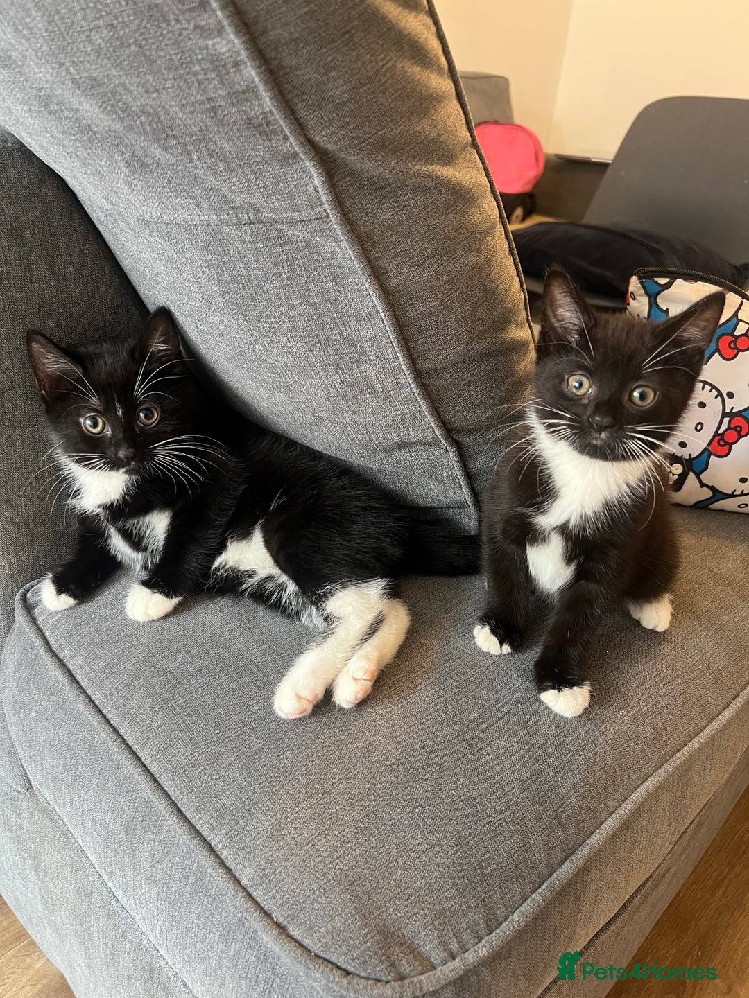 Mixed Breed cats for sale: 🚨TWO BOYS URGENTLY NEEDING HOMES🚨 - Image 7