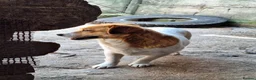Mixed Breed dogs for adoption: 🧡🐾 LALA – A SENSITIVE GIRL FOR A LOVING HOME🐾🧡 in Nottingham - Advert 14