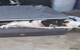 English Springer Spaniel dogs for sale: Cracking ESS Dog Pups Available  in South Molton - Image 5