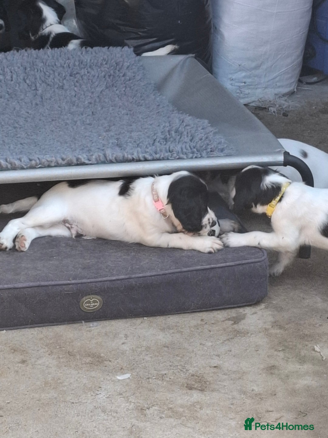English Springer Spaniel dogs for sale: Cracking ESS Dog Pups Available  in South Molton - Image 5