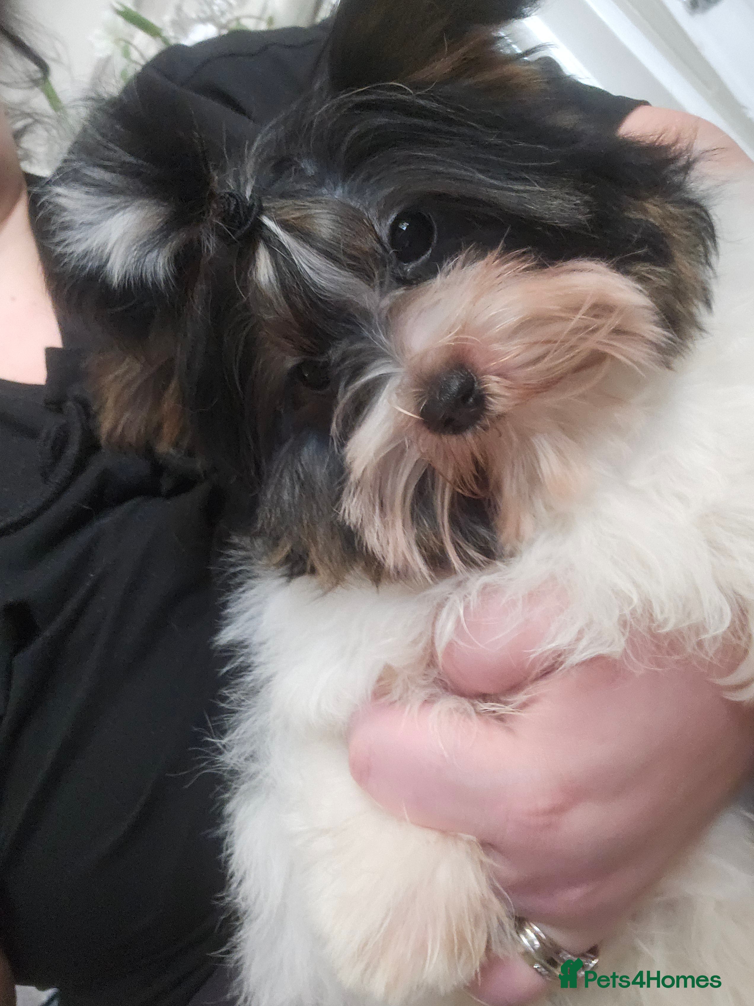 Biewer Terrier dogs Biewer terrier  - Advert 10