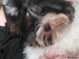 Biewer Terrier dogs Biewer terrier - Advert 10