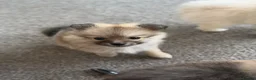 Pomeranian dogs for sale: Beautiful Russian line pomperanians - Advert 12