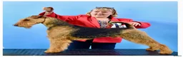 Airedale Terrier dogs for sale: ADORABLE AIREDALE PUPS FROM 5 ⭐️ LICENSED BREEDER - Advert 3