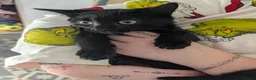 Mixed Breed cats for sale: Black Kittens for Sale - Advert 3