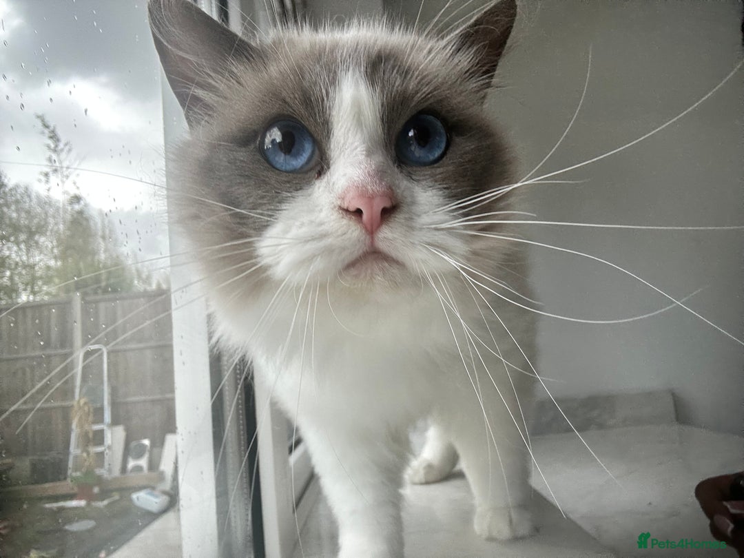 Ragdoll cats for sale: Beautiful Ragdolls Available. - Image 10