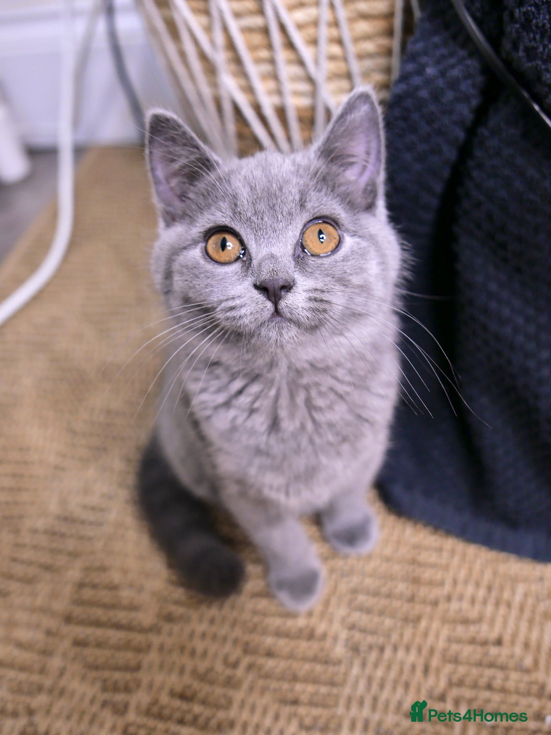 British Shorthair cats for sale: GCCF Registered British Shorthair Kittens -Cardiff - Advert 10
