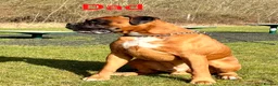Boxer dogs for sale: Beautiful Red Boxer Puppies - Royal Kennel Club in Corby - Advert 3