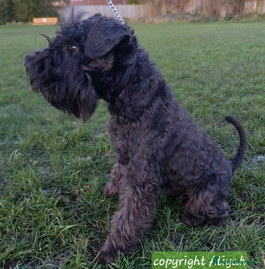 Miniature Schnauzer dogs for stud: CHAMPION SIRED eye/mac clear BLACK BOY AT STUD in Hessle - Advert 2