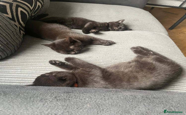 British Shorthair cats GCCF Black British Shorthair Kittens - Advert 1