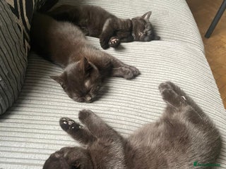British Shorthair cats GCCF Black British Shorthair Kittens - Advert 1