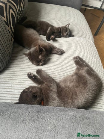 British Shorthair cats GCCF Black British Shorthair Kittens - Advert 1