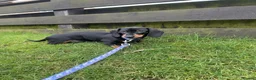Dachshund dogs for sale: 6 Month Old KC Registered Female Dachshund  in Campbeltown - Advert 4