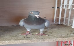 Pigeons birds for sale: Racing Pigeons - Image 3