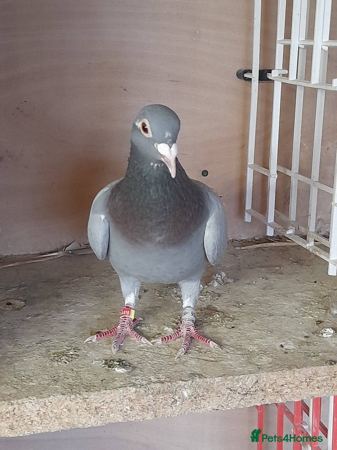 Pigeons birds for sale: Racing Pigeons - Image 3