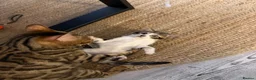 Mixed Breed cats for sale: Mixed bengal  - Advert 3