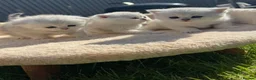 Scottish Fold cats for sale: Stunning Scottish Fold & Straight Show Kittens  - Advert 7