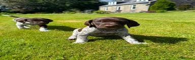 German Shorthaired Pointer 4