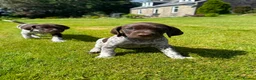 German Shorthaired Pointer dogs for sale: German shorthair pointer puppies  in Alford - Advert 13