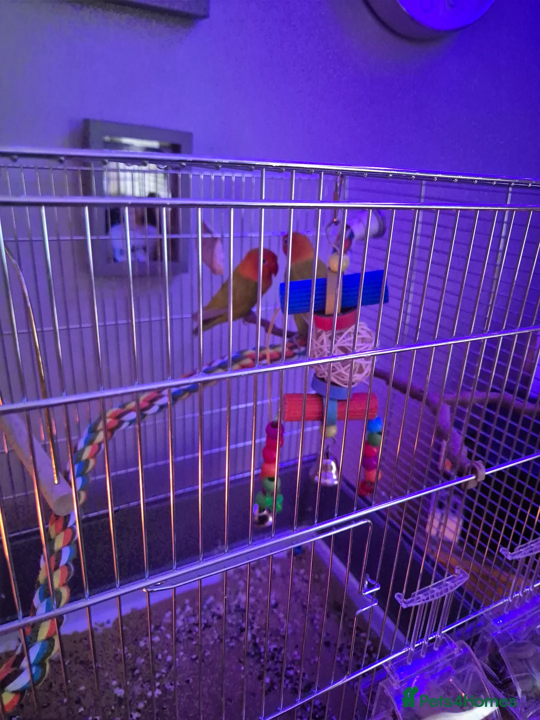 Lovebirds birds for sale: Love birds - Advert 3