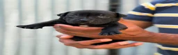 Staffordshire Bull Terrier dogs for sale: **Champion bloodlines puppies** - Advert 5