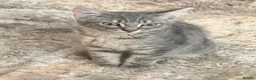 British Shorthair cats for sale: British short hair  - Advert 10